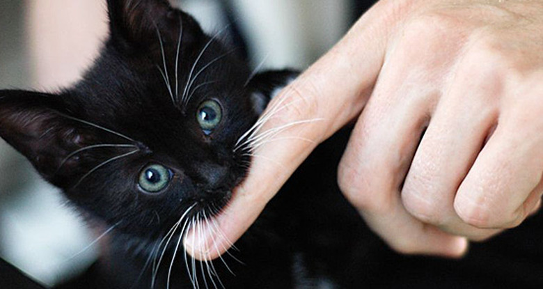 Kitten biting finger