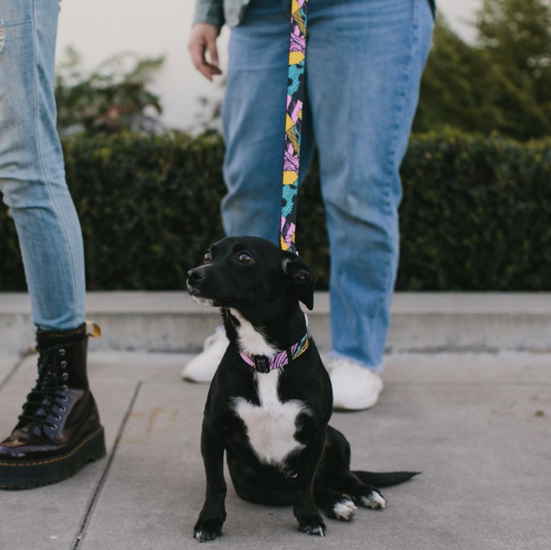 Black and white small dog wearing a Sally patchwork collar and matching leash.