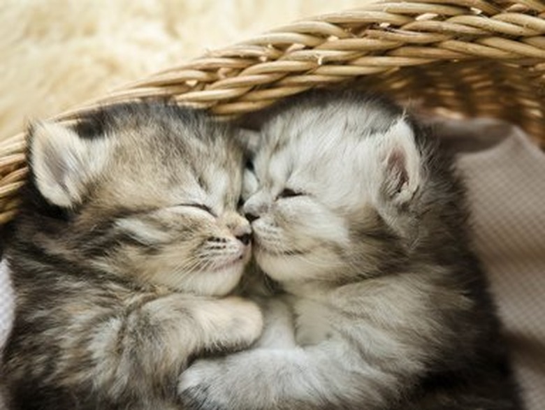 Cute tabby kittens sleeping and hugging