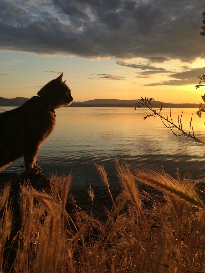 Cat at sunset