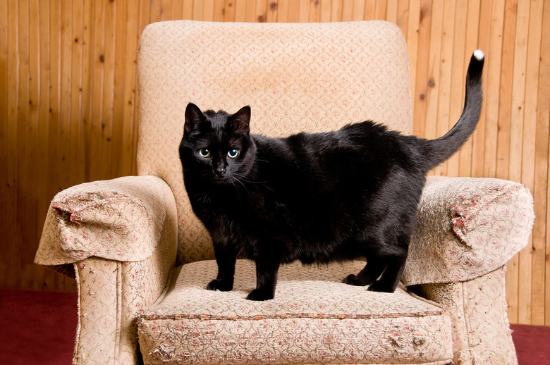 Black Cat Scratching Post