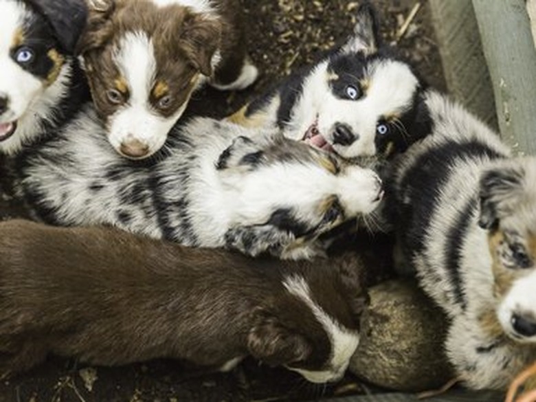 Overhead view of blue eyed sheepdog puppies in pen