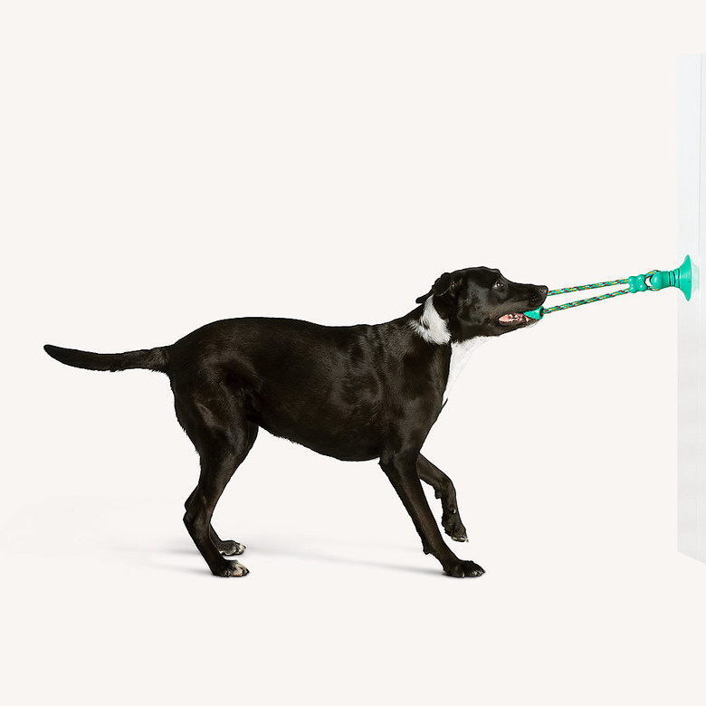 Black lab mix using a suction cup tug-of-war toy that