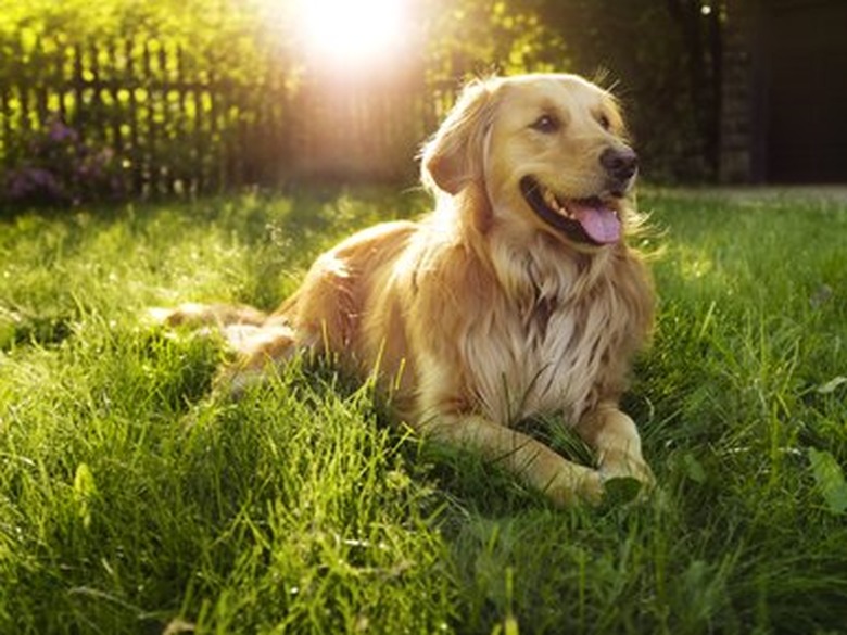 Golden Retriever