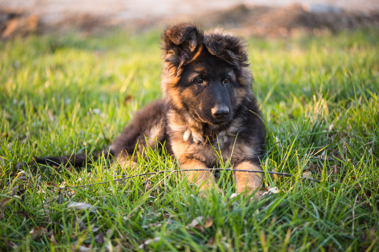 A German Shepherd puppy crawling on the grass.