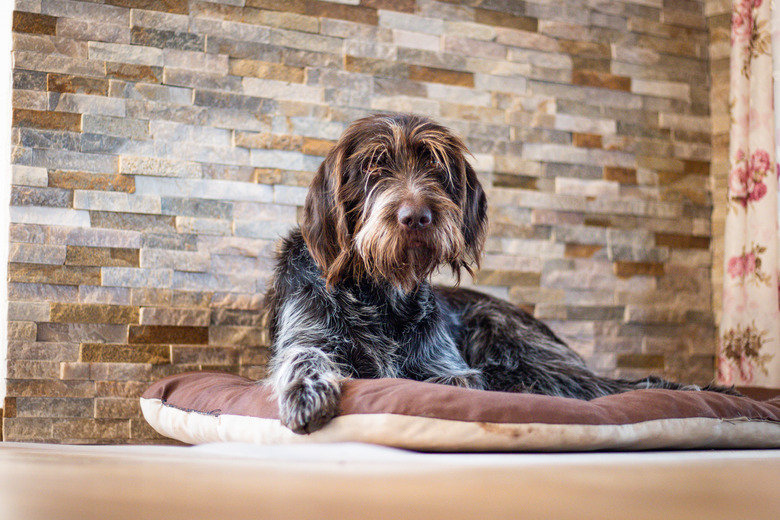 Tired Bohemian Wire-haired Pointing Griffon rests by the fireplace on a pillow and sadly looks at his masters to scratch her. Portrait Cesky fousek in Set Sail Champagne and antique white tones