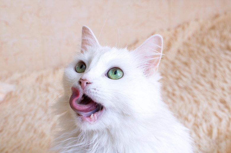 White fluffy cat licks portrait close up