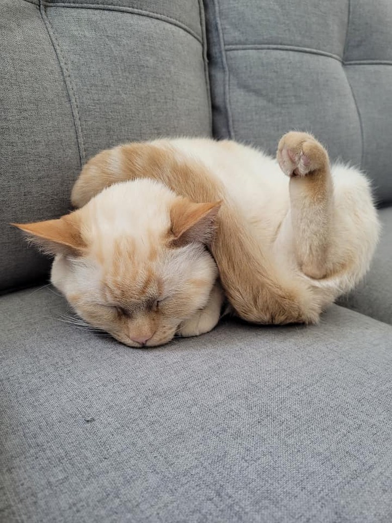 cat curled up weird on couch