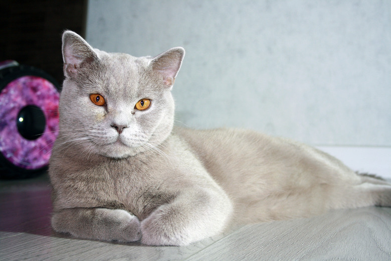 Portrait of cat of British Shorthair breed with blue gray fur.