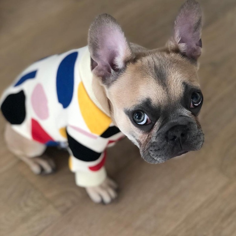 French bulldog looking apologetic