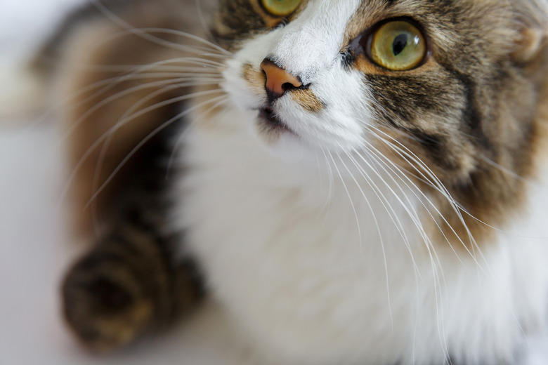 Muzzle, nose and mustache of a fluffy domestic cat