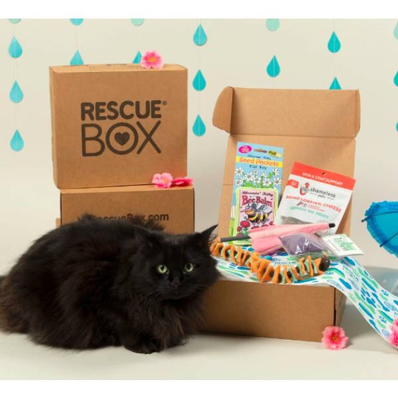 A fluffy black cat next to three Rescue Boxes, with one opened and displaying a variety of toys and cat treats