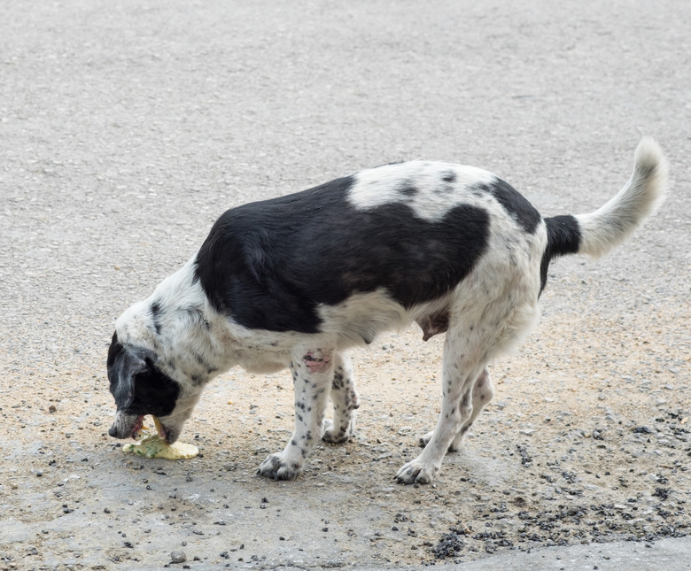 Dog pet sick vomit