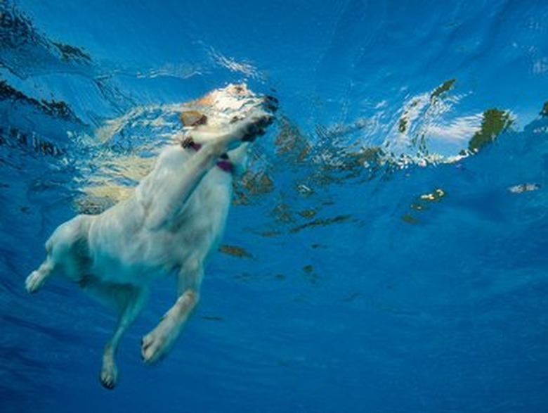 Dog swimming under water.