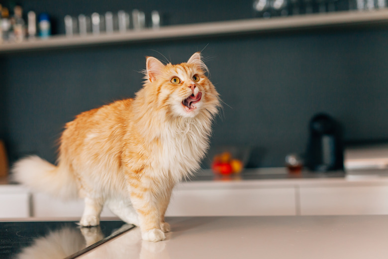 Ginger big cat walking on a white kitchen table.