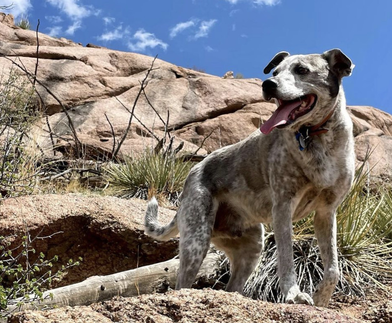 dog hiking in a canyon