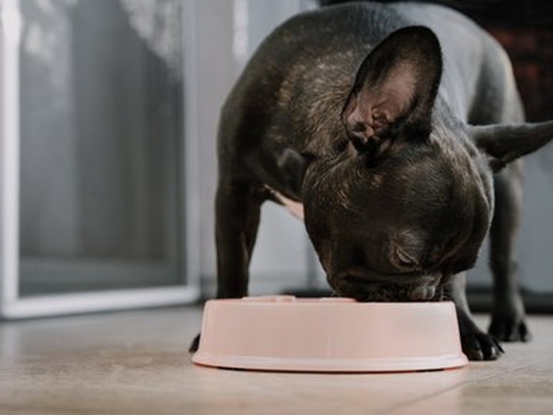 Close-Up Of A Dog Eating