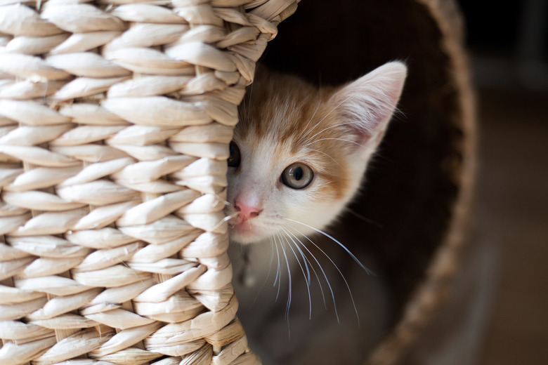 Cat in a bakset house