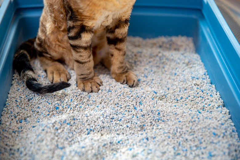 cat sitting in litter box