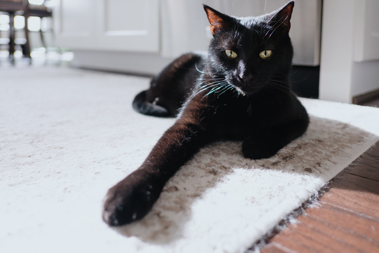 Black Cat Relaxes in Sunny Spot on Kitchen Rug