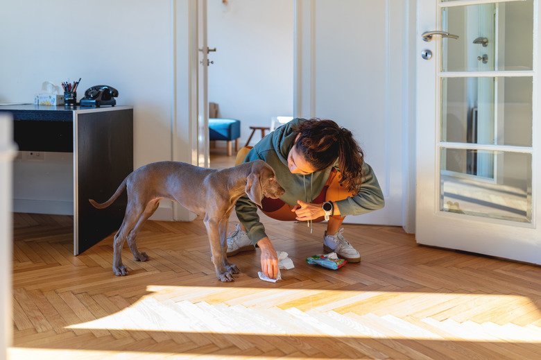 Scolding her puppy for peeing on the parquet floor