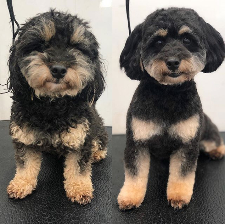 groomed jackapoo dog