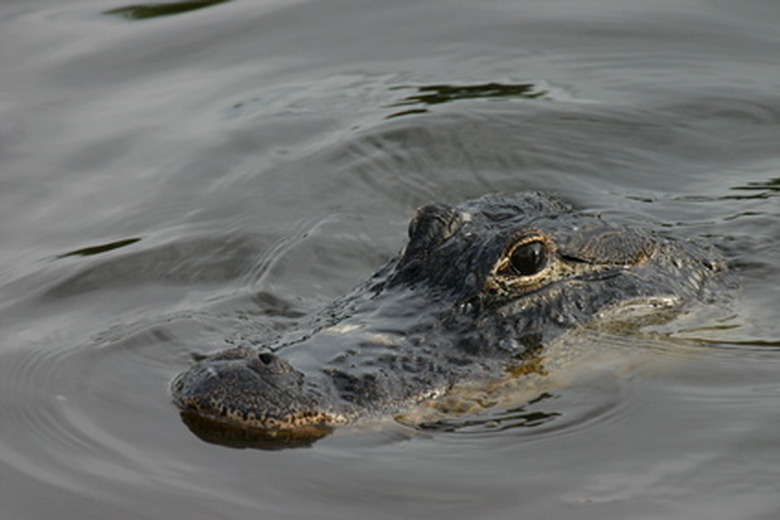 Crocodile in water