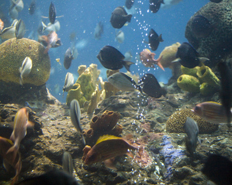 Many colorful fish in a large tank