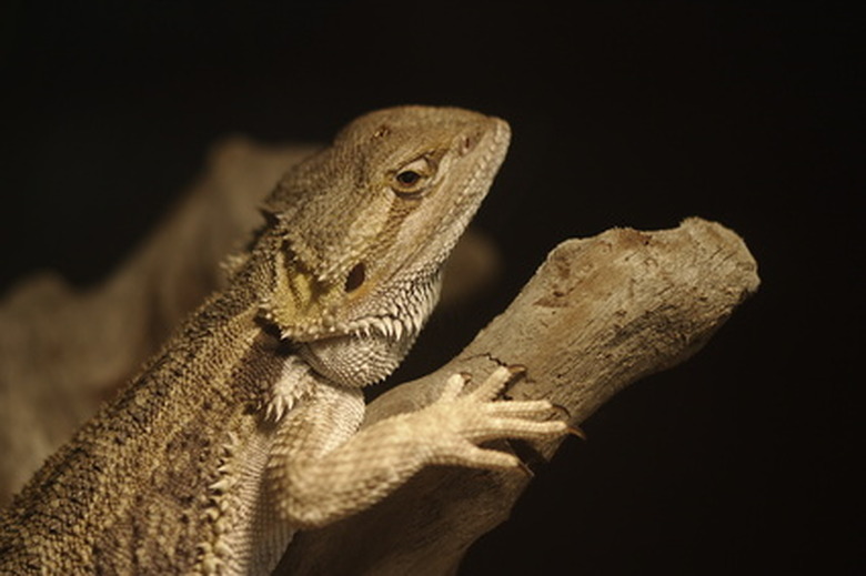 a Bearded Dragon