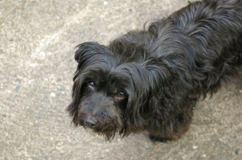 Close up of a black dog