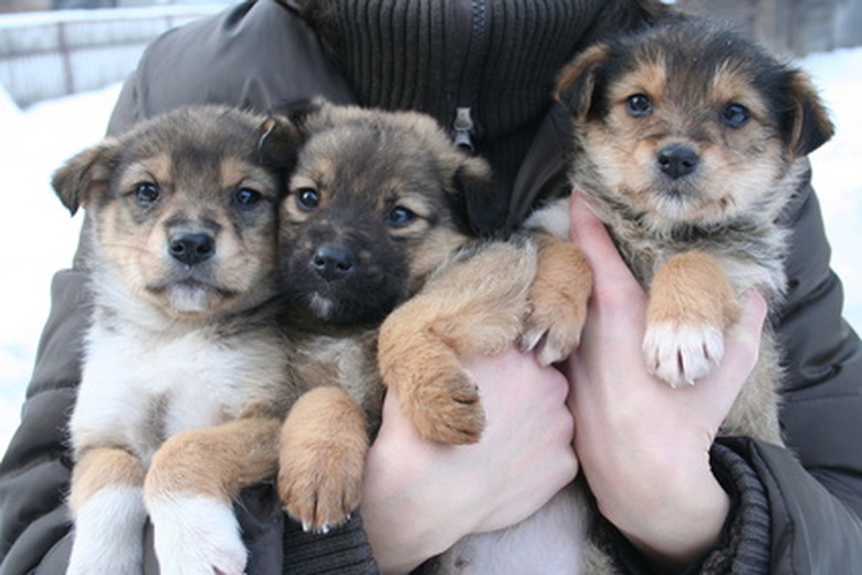 Close up of three puppies