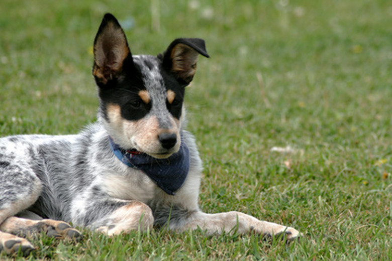 The blue heeler exercise needs are high. Blue heeler in park.