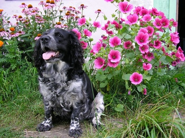 A black and white dog outside by flowers