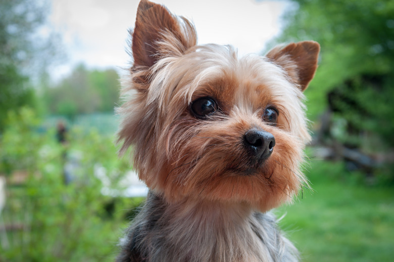 Yorkshire terrier