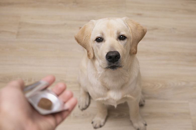 Man vet giving pill to obedient dog. veterinary medicine, pet, animals, health care concept