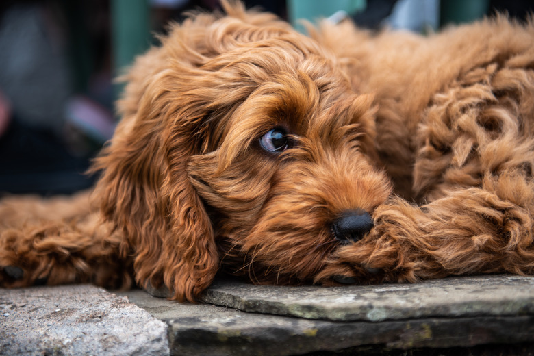 Red Cockapoo puppy lying down