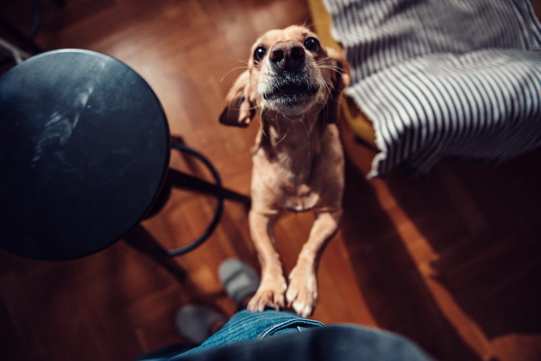 Dog standing on hind legs and barking