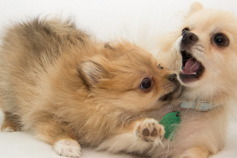 Dog keeps chewing through collar best sale