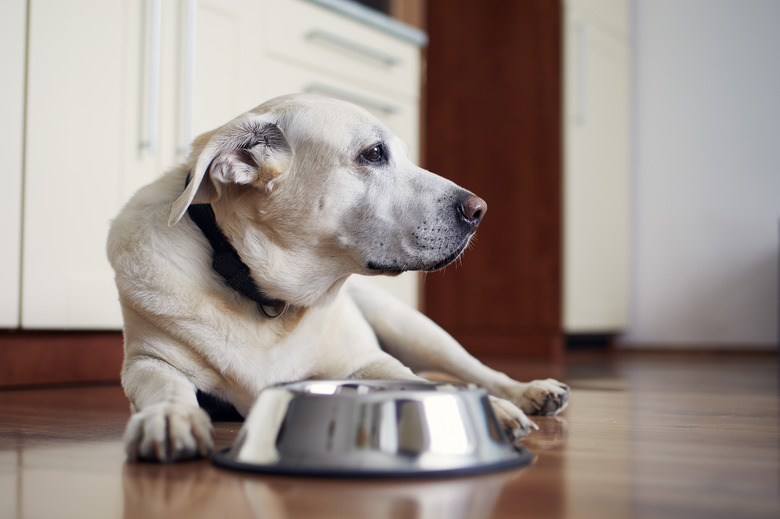 My Dog Keeps Turning Over His Food Dish Cuteness