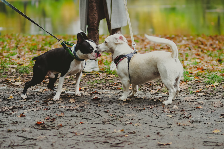 Friendship between two dogs on walk