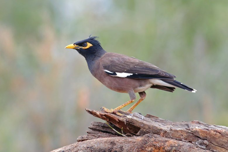 Common Myna Acridotheres tristis Birds of Thailand