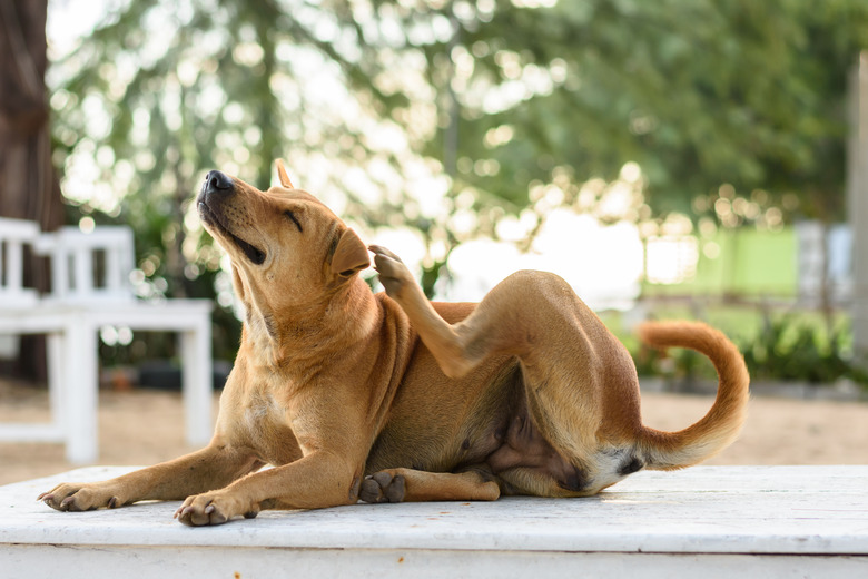 brown dog is scratching