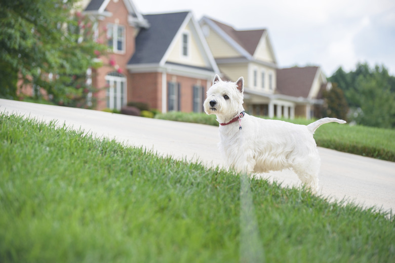 How To Keep A Dog From Pooping In Your Yard Natural Products To Stop Dogs From Pooping In The Yard Cuteness