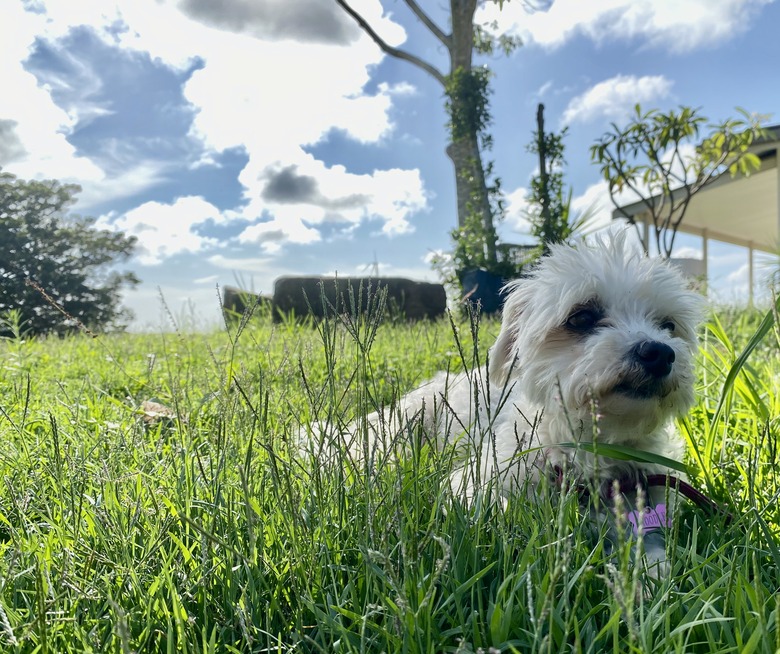 How To Keep A Dog From Pooping In Your Yard Natural Products To Stop Dogs From Pooping In The Yard Cuteness