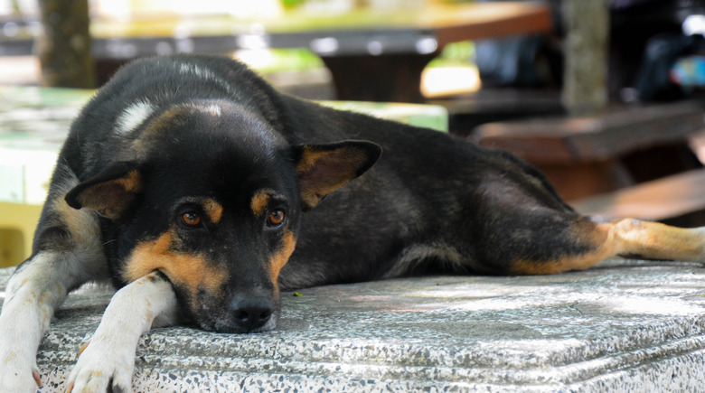 Black Dog Laying Down On Granite Chair