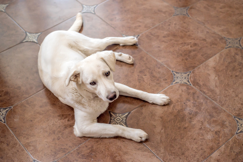 Labrador retriever lies on floor