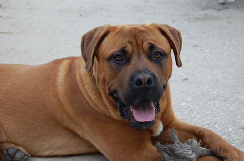 How To Neutralize Dog Urine In A Dog Run Cuteness