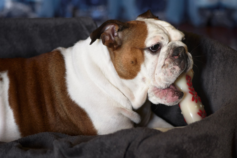 dog chews on plastic bone while in her basket