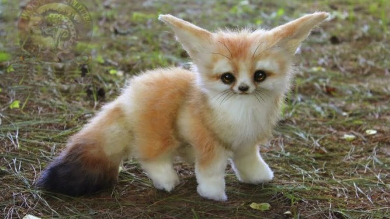 Little fox baby of some sort