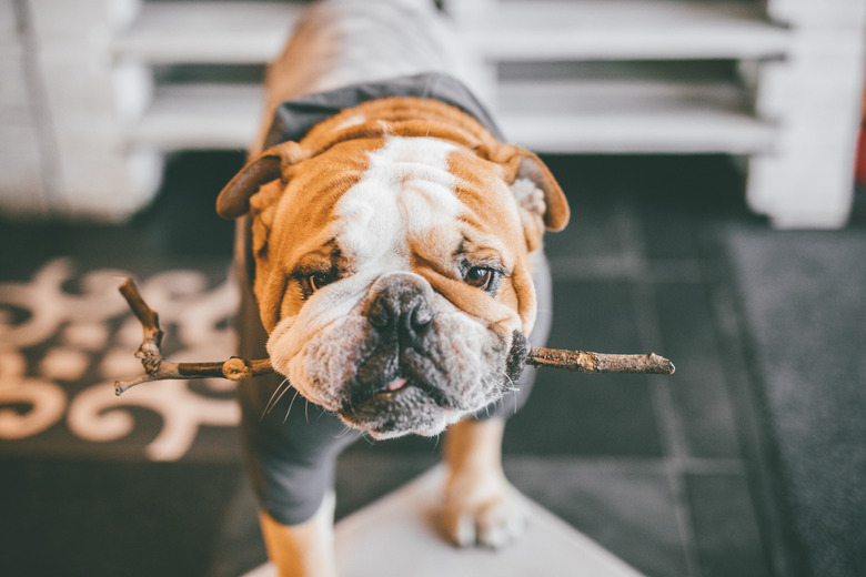 English bulldog standing with stick in mouth